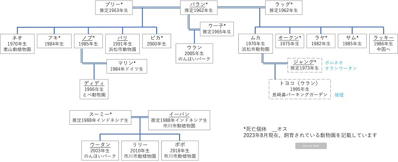 日本のスマトラオランウータン　相関図　家系図